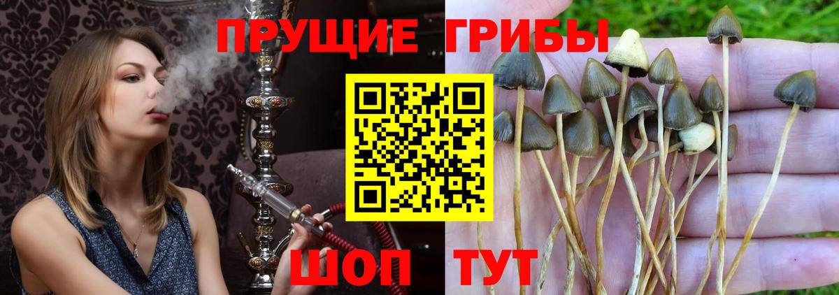 Галлюциногенные грибы мицелий Звенигород